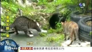 [問卦] 貓反應這麼快，為什麼還有貓被車撞？