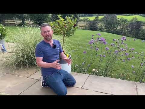 Verbena Bonariensis - Planting and care ideas - Perennial and self seeding border plant for UK