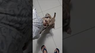 Cachorro disputando travesseiro