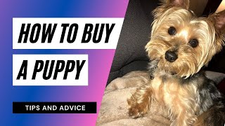 How I Got My Puppy/ How to Buy a Puppy & AVOID SCAMS!