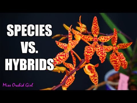 Orchid Species Vs. Hybrids - Differences, the good & the bad!