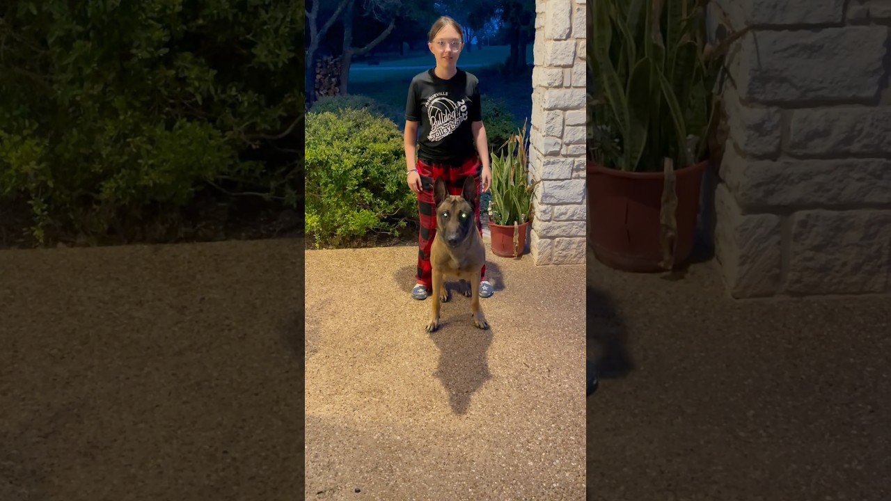 ELITE Level Malinois. #guardianmalinois #dogobedience #dogtraining #malinois