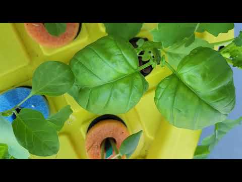 Week 6 - Comparison of Basil grown in hydroponics vs soil