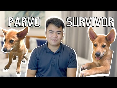 HOW MY DOG SURVIVED PARVO AND DISTEMPER PT.1 | Q&A with Vet | ZCBB