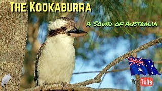 Kookaburra gameplay video by MonO, 7:12 duration