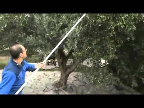 اسرع طريقة لقطف الزيتون