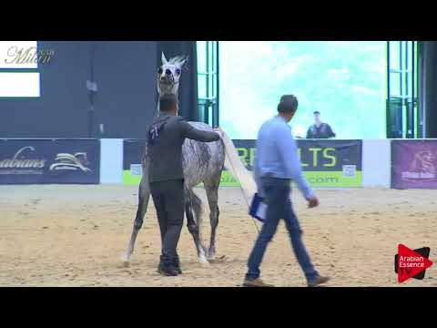 N.71 NATISSE REGALIS - Milan 2018 - 7-10 Years Old Mares (Class 8-9)