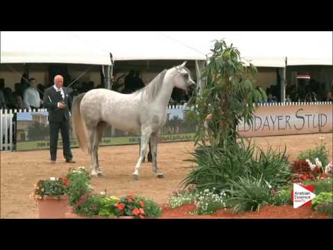 N.61 BINT HAZY AL KHALEDIAH - Menton 2016 - Fillies 3 years old (Class 3)