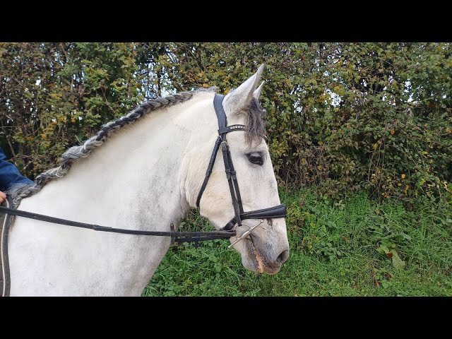 Hongre 5 ans - Prestigieuses Lignées PRE