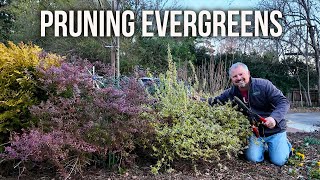 Satisfying Pruning of Evergreens - Camellias, Abelia, Conifers, Hollies, Illicium