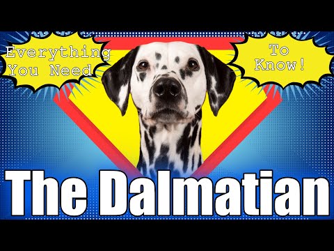 A Detailed Look At The Dalmatian - Everything You'll Want To Know!