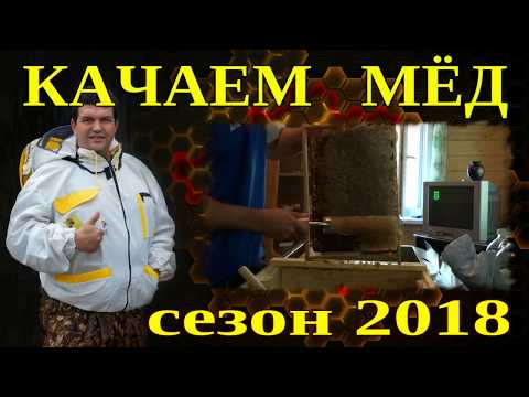 КАЧАЕМ МЁД. КАК КАЧАЮТ МЁД ИЗ СОТ. КОГДА КАЧАЮТ МЁД В СРЕДНЕЙ ПОЛОСЕ.