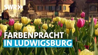 Gärtnern wie die Profis - Im Blühenden Barock Ludwigsburg (Teil 2) | SWR Grünzeug