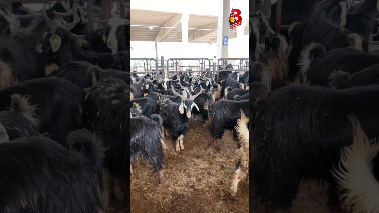 Kahramanmaraş’ta kurbanlık satışları başladı