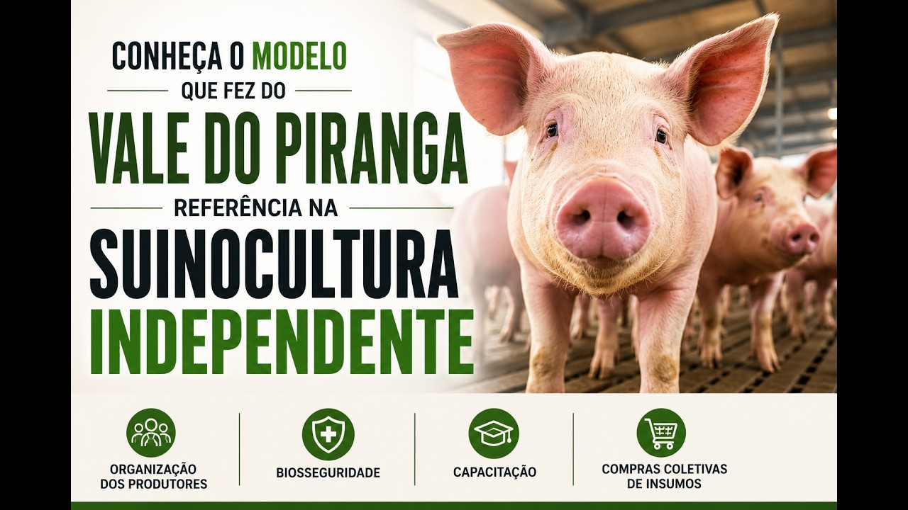 Conheça o modelo que fez do Vale do Piranga referência na suinocultura independente