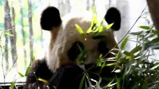 preview picture of video 'Giant Panda in Shanghai Wild Animal Park ジャイアントパンダ　上海野生動物園'