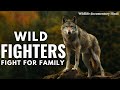 Wild Fighters Fight For Family Wildlife Documentary In Hindi Animal Planet Hindi