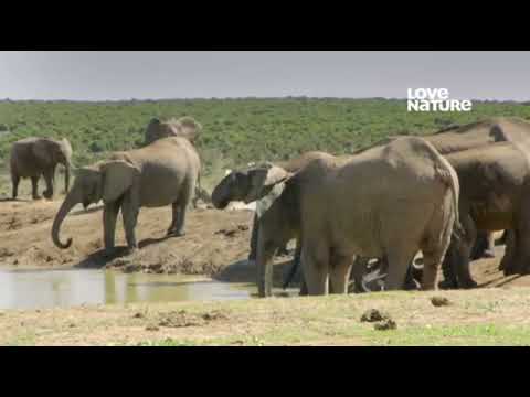 África Selvagem 2021 | Vida Selvagem - Documentário Dublado Português-BR