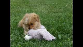 preview picture of video 'Yorkinese and Puggle puppies playing'