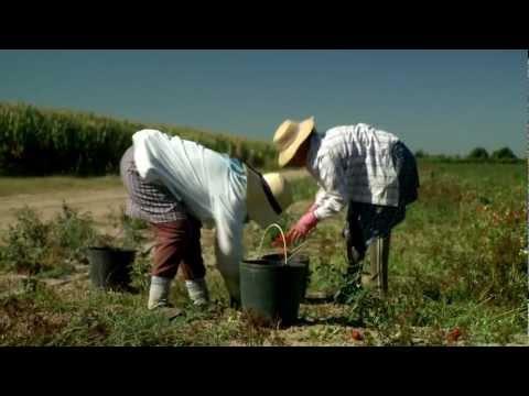 pourquoi la tomate c'est un fruit