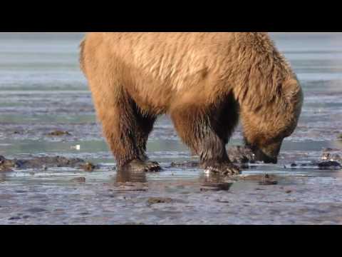 HAUTNAH. With Reno Sommerhalder close  at the brown bears .