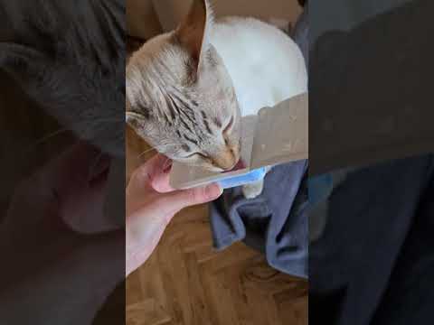 Funny cat gags after smelling sour cream, but licks it | Cat gags after smelling food - Gagging cat