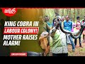EP 109 Mother In Labour Colony Lifts Sack And Is Left Stunned See What Happens Then King Cobra