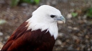 preview picture of video 'Brahminy Kite at conservation park - Gabaldon, Aurora Province, Luzon, Philippines'