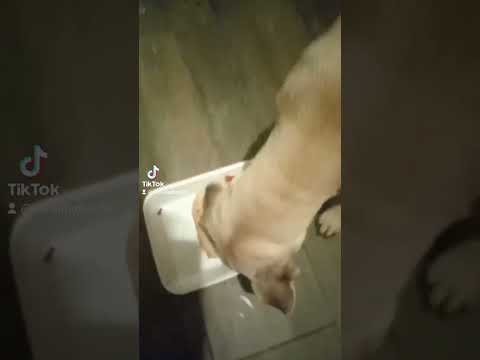 #skibidibopyesyesyes #gorditos #gorditosybonitos #perrita  #mascotasdivertidas #perritos #mascotas