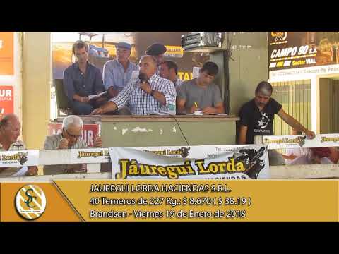 19-01-18 Venta de Machos - Jauregui Lorda Haciendas S.R.L. - Brandsen