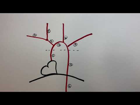 Great Vessels of the Heart