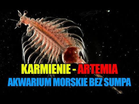 (47) Glossy Reef 200 - Karmienie - Artermia - Akwarium morskie bez sumpa - Reef aquarium