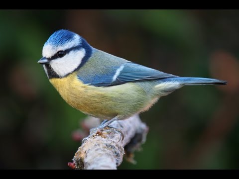 The blue tit 1h bird sound