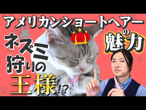 アメリカンショートヘアまたはアメリカンショートヘアの猫