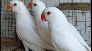 Ringneck Chicks Ko Self Kara | White and Yellow Ringneck Chicks Urdu/Hindi