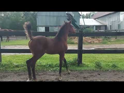 2022 Rhan Al Shahania filly