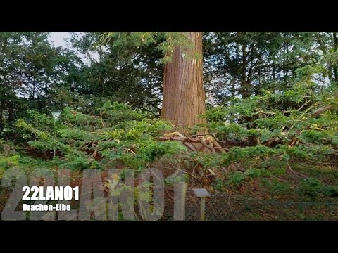 Niwaki Projekt: Eibe im Hofgarten Landshut