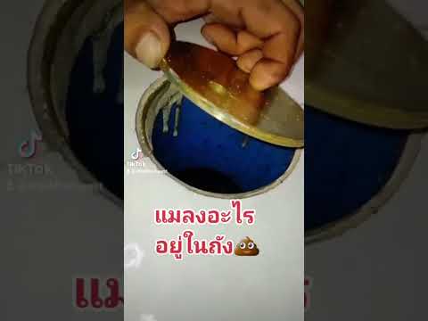 กำจัดปัญหาแมลงหวี่ขนรบกวนใจ