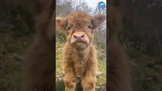 Download lagu Kompilasi Anak Sapi Imut Lucu Bikin Gemes mp3