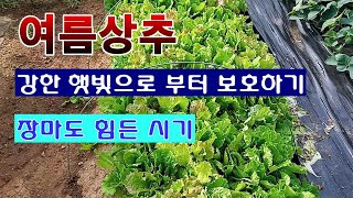 [텃밭농부 1,559]  여름상추를 강한 햇빛과 장맛비로 부터 보호하는 방법. #상추재배