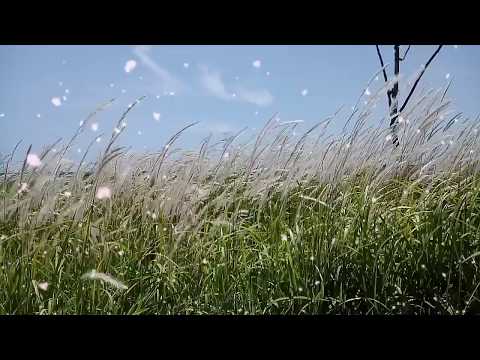 Jihan Audy KAU BERARTI UNTUKKU (cover Hutan Mangrove KULONPROGO)