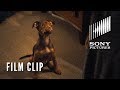 A DOG'S WAY HOME Clip - "It was Love" (In Theaters Tomorrow)