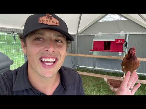 How to ensure your hens lay in the nest box - HenGear.com