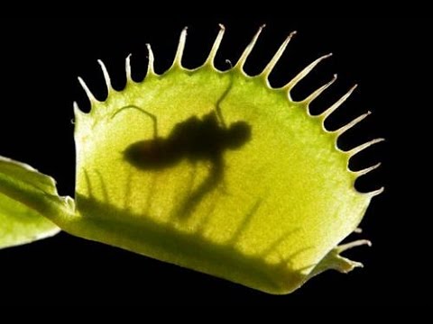 Piante Carnivore - Dionaea - Venus Flytrap - Carnivorous Plant