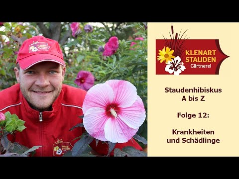 Krankheiten und Schädlinge am Staudenhibiskus