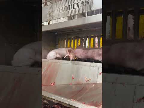 FRIGOBEM VISITA: FRIGORÍFICO BOMBEEF, TAGUAÍ, SÃO PAULO.