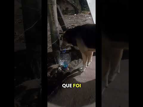 Projeto Caramelo Brasil com Força Total em Piúma-ES!