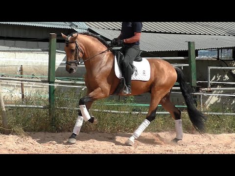 Buckskin Andalusian PRE Stallion 2019 - 1,67 cm (#MP759)