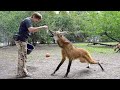 Damn Nature You Scary | Funny Scary Animal Encounters Ep 4