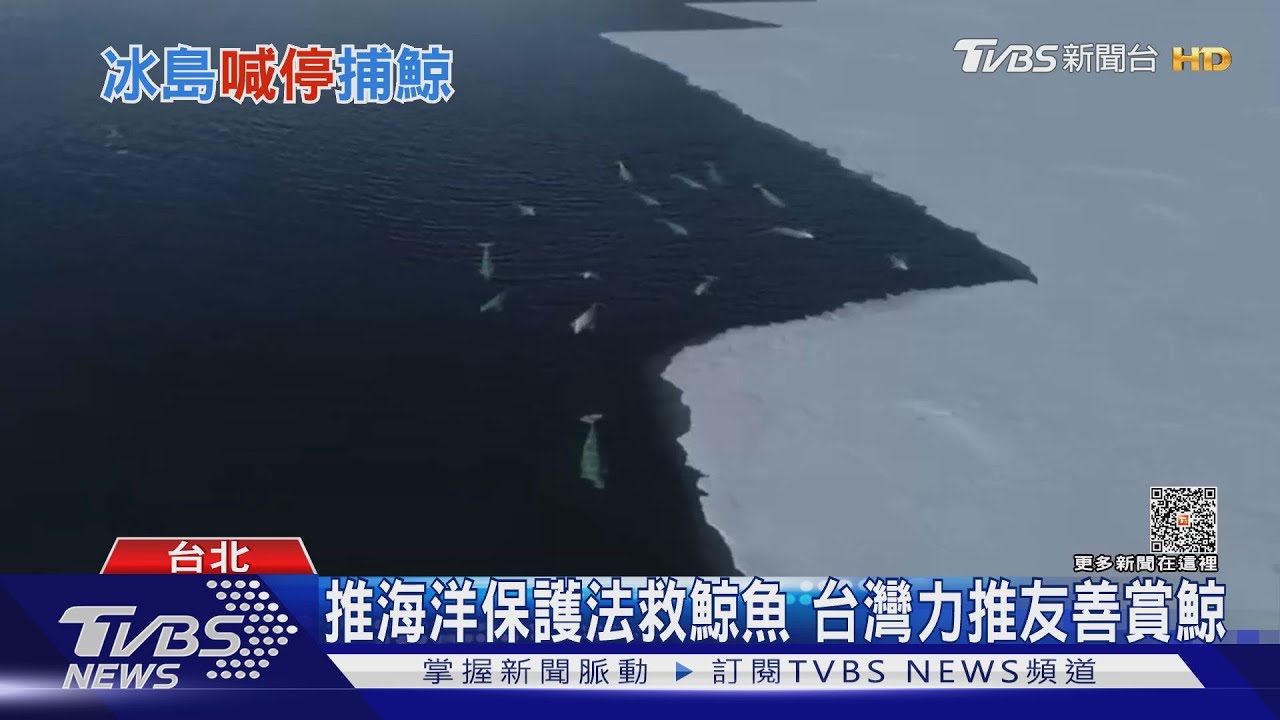 冰島將停止「捕鯨」 全球僅日本、挪威還在捕